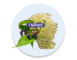 Elderflower Elderberry 